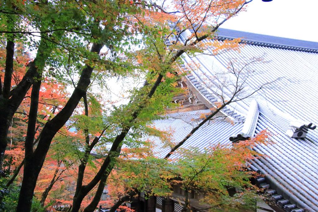 京都「永観堂」御影堂の紅葉
