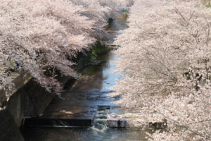 町田市「恩田川河畔の桜並木」河畔をを覆う桜並木