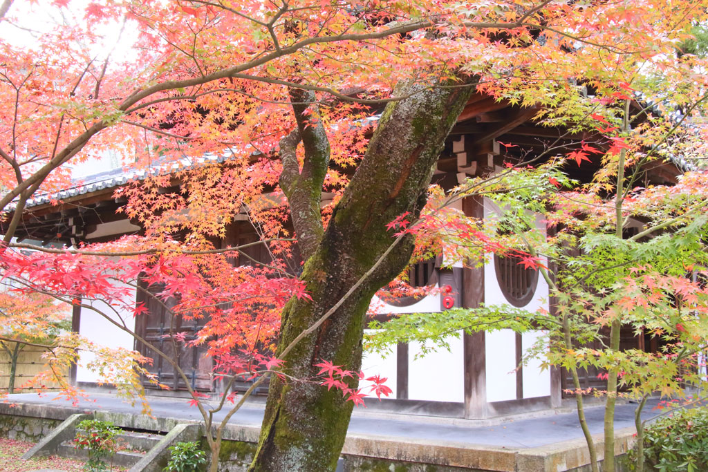 京都「永観堂」境内の紅葉