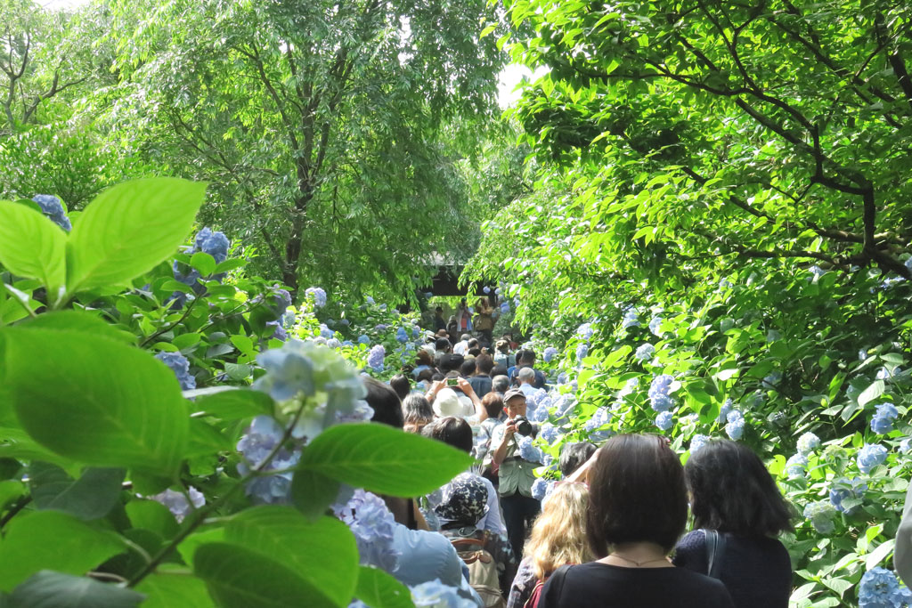 鎌倉「明月院」アジサイの小道