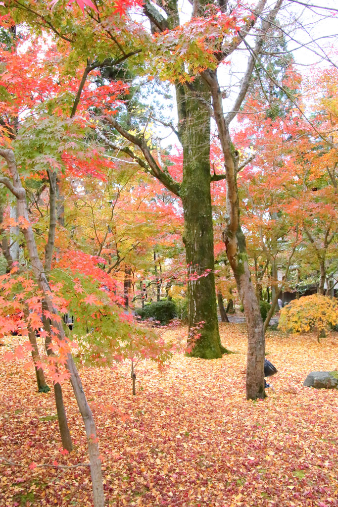 京都「永観堂」和の道付近の紅葉