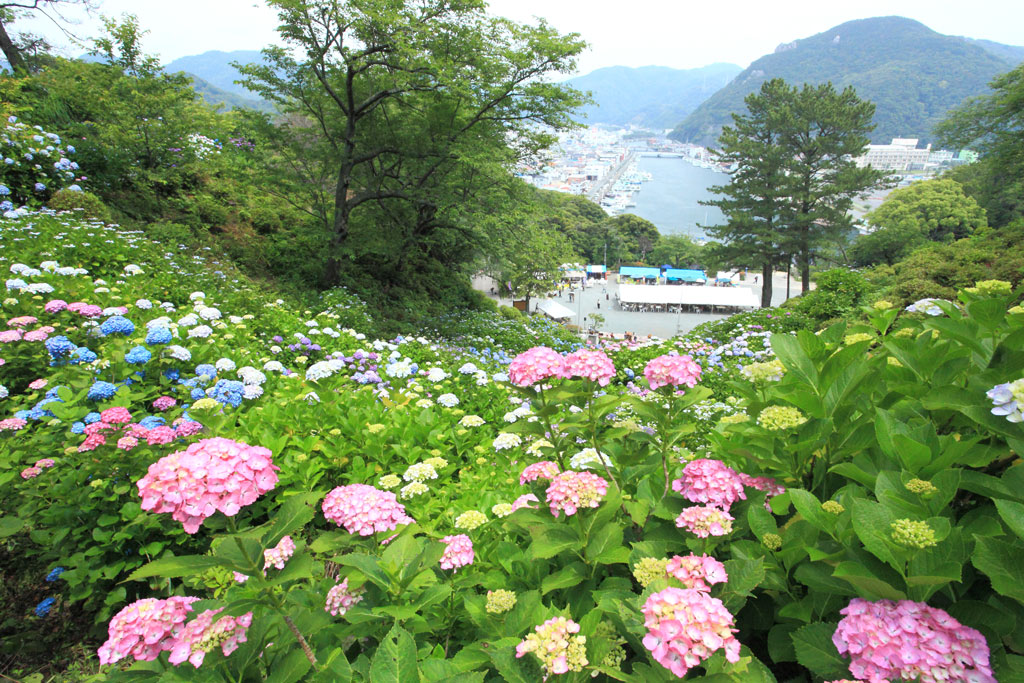 下田市「下田公園」下田港を見下ろすアジサイ群