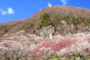 神奈川「湯河原梅林」山裾に広がる梅林全景