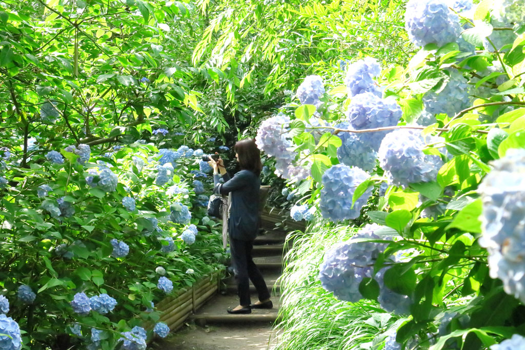 鎌倉「明月院」アジサイに埋もれる参道