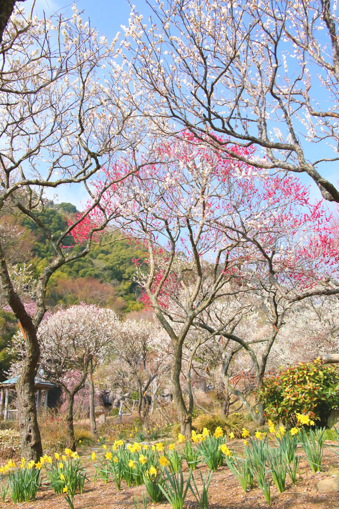 熱海市「熱海梅園」水仙と梅花の花風景