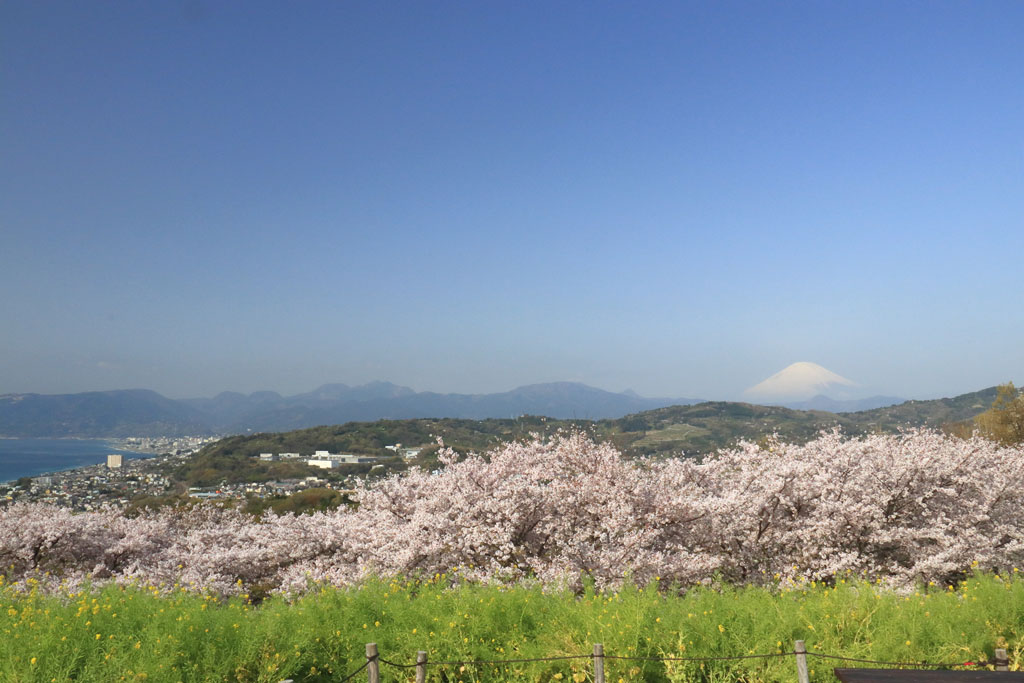 神奈川「吾妻山公園」桜を前景に小田原と富士を望む