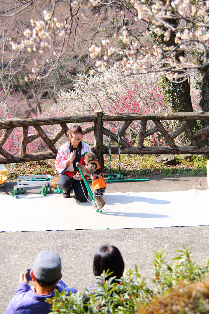 熱海市「熱海梅園」梅花の中の演芸風景