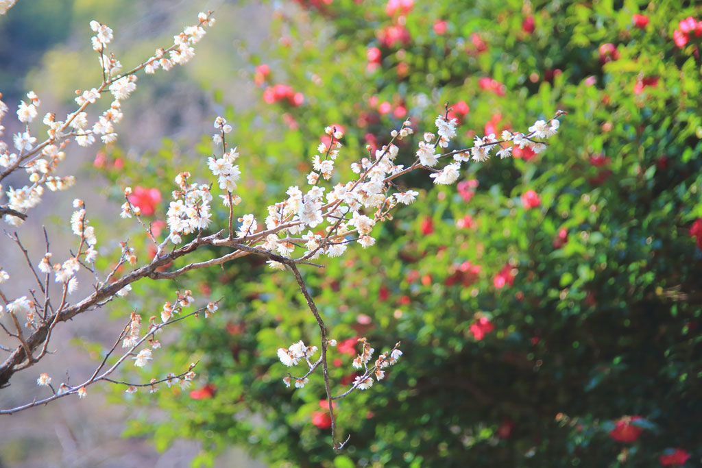 熱海市「熱海梅園」白梅と椿