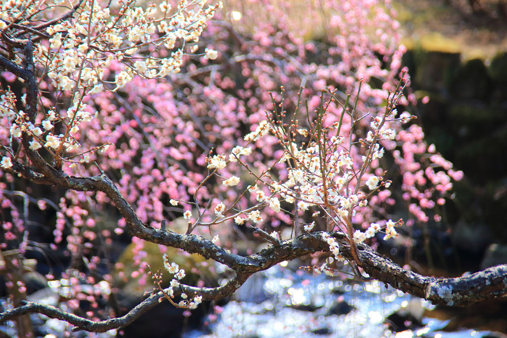 熱海市「熱海梅園」紅梅・白梅