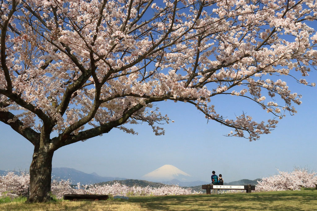 神奈川「吾妻山公園」桜の大樹と富士