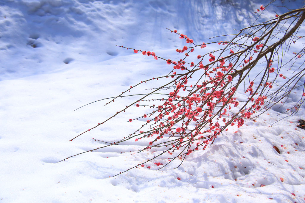 伊豆市「修善寺梅林」雪に映える紅梅