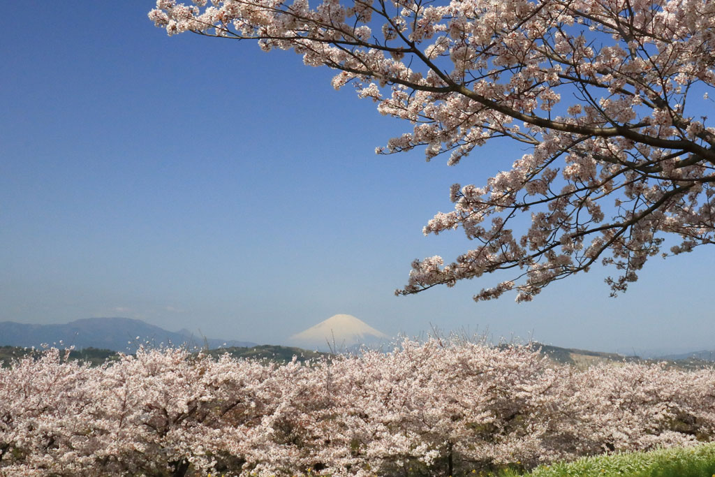 神奈川「吾妻山公園」桜風景に浮かぶ富士