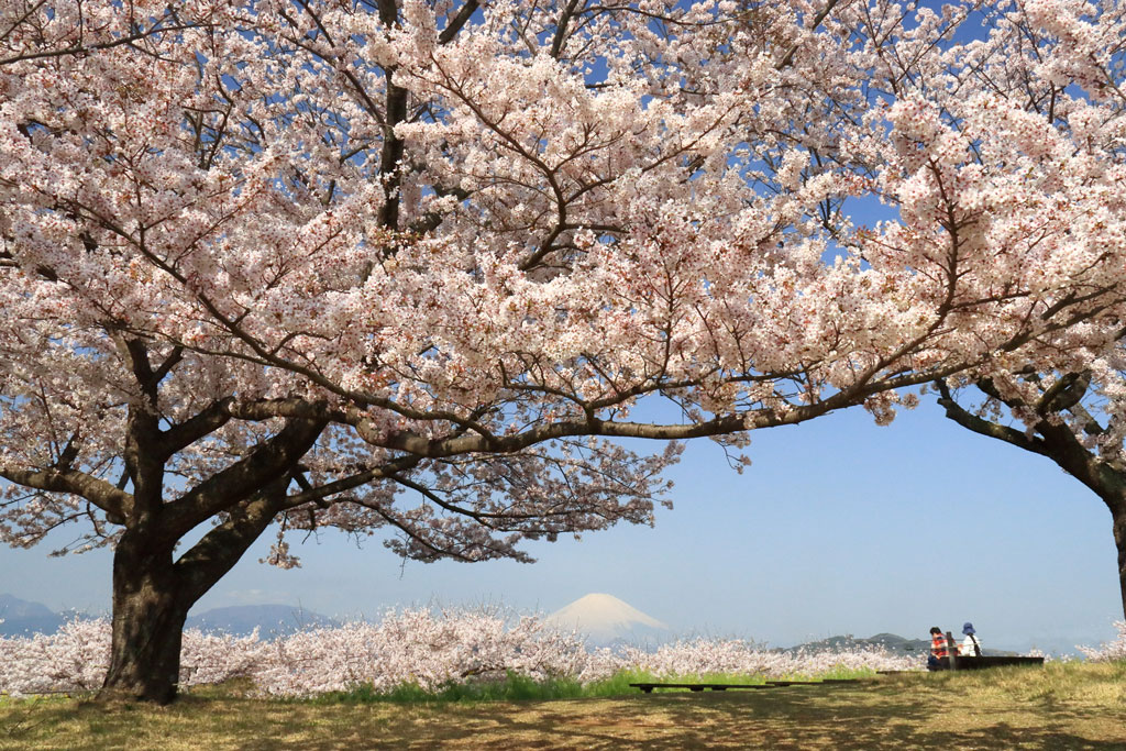 神奈川「吾妻山公園」桜の樹間から富士を望む