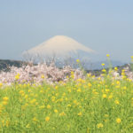 四季の風景「神奈川県吾妻山公園」菜の花と桜に浮かぶ富士