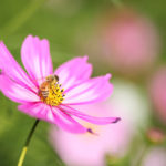 クローズアップ写真「ボケ効果美しい花風景」コスモスと蜜蜂