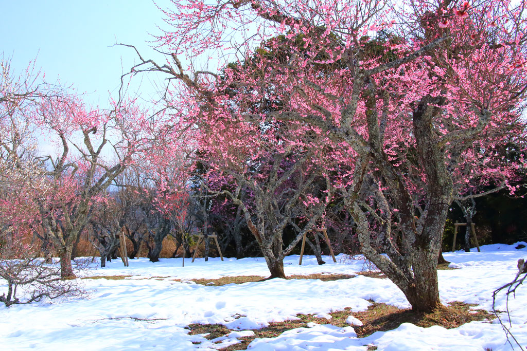 伊豆市「修善寺梅林」雪に映える紅梅林
