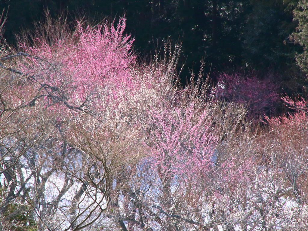 伊豆市「修善寺梅林」紅梅・白梅の遠景