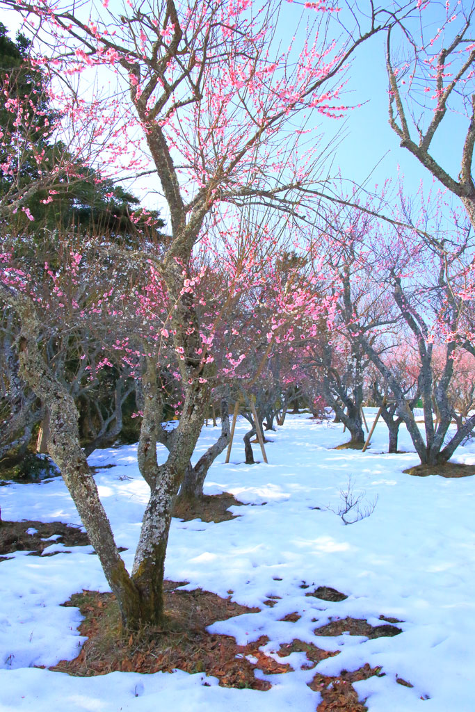 伊豆市「修善寺梅林」雪に映える紅梅の古木林