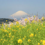四季の風景「神奈川県吾妻山」菜の花と桜に浮かぶ富士