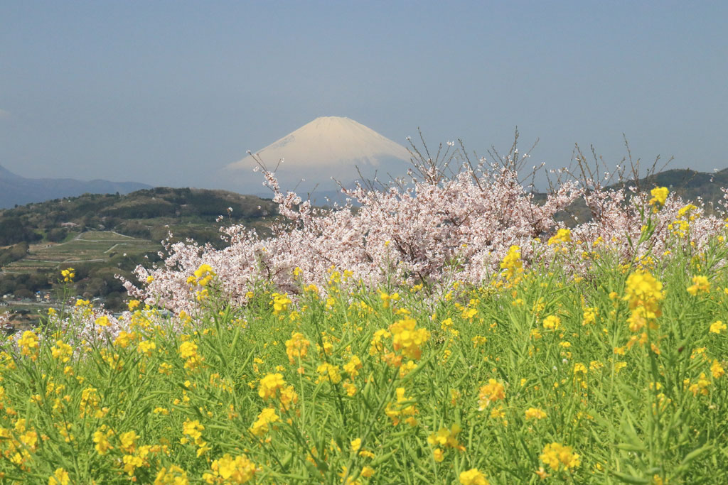 神奈川「吾妻山公園」菜の花と桜越しに富士を望む