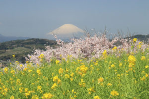 神奈川「吾妻山公園」菜の花と桜越しに富士を望む