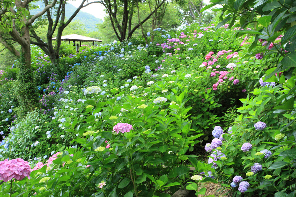 下田市「下田公園」公園内のアジサイ風景