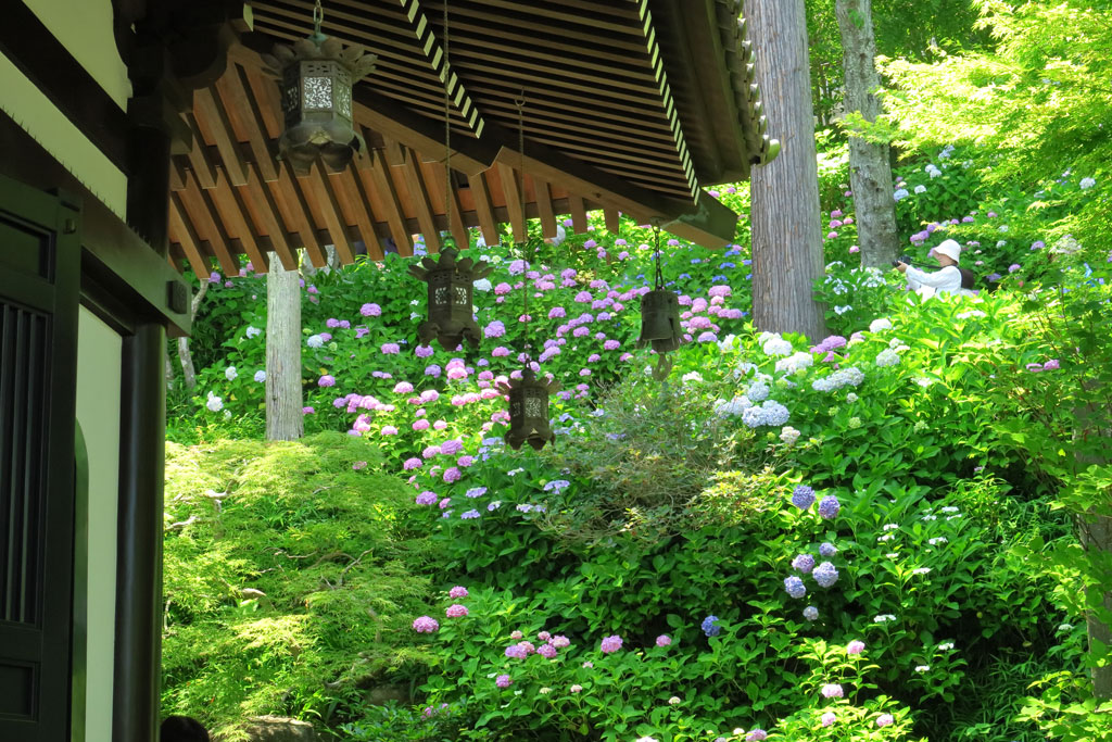鎌倉「長谷寺 のアジサイ」 経堂脇のアジサイ群