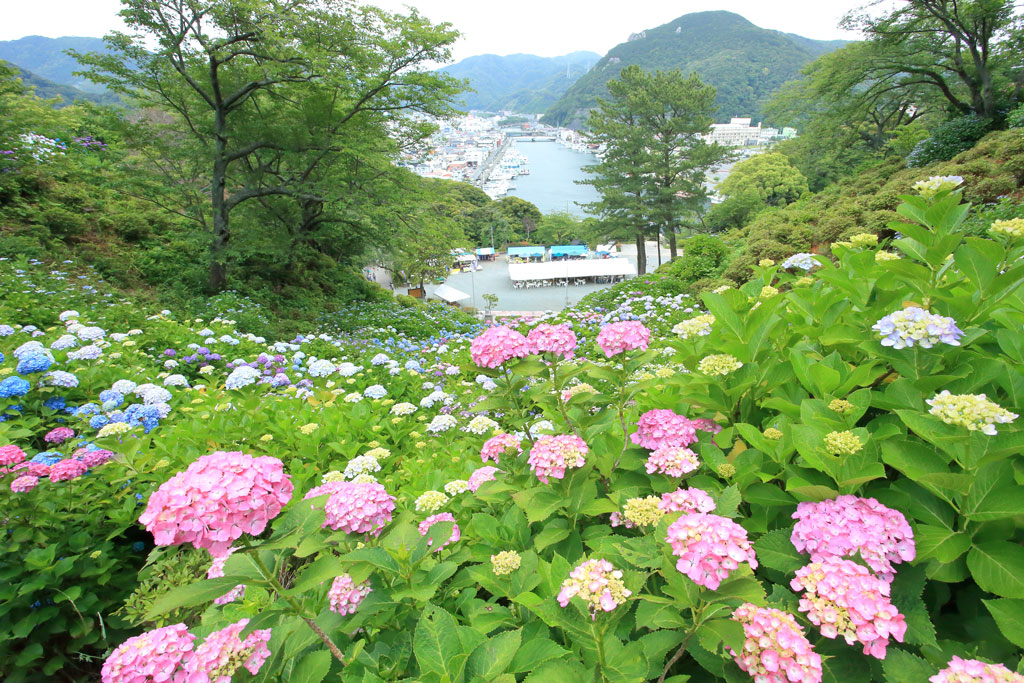 下田市「下田公園」アジサイ群落越しに下田港を望む