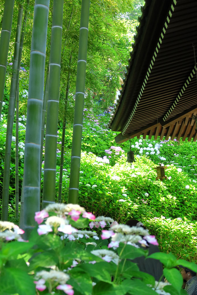 鎌倉「長谷寺 のアジサイ」経堂脇の竹林とアジサイ