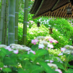 四季の風景「長谷寺」竹林とアジサイの花風景