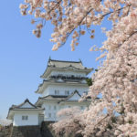 四季の風景「小田原城跡公園」桜風景のお城