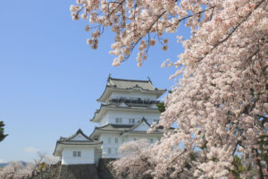 「小田原城跡公園の桜」お城正面の桜風景