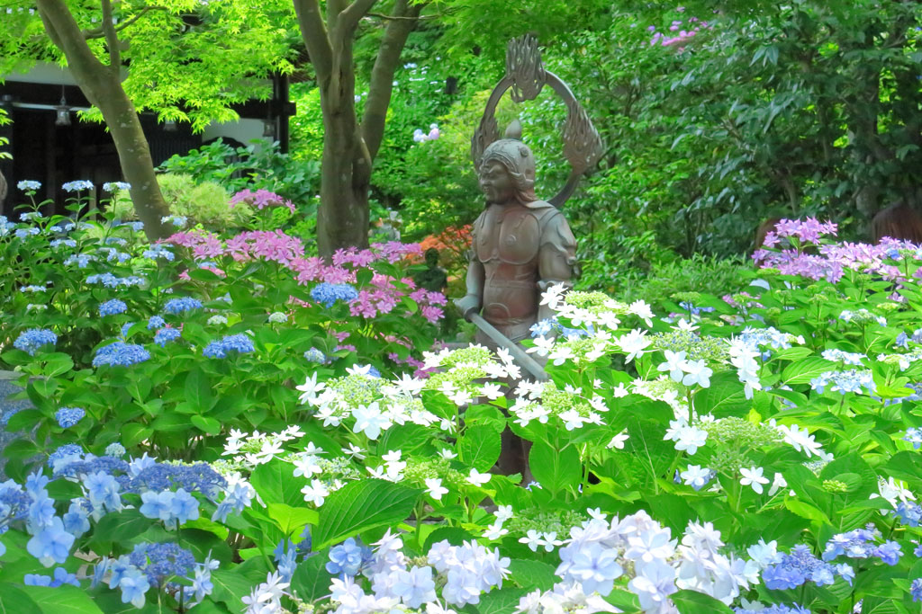 鎌倉「長谷寺 のアジサイ」アジサイに佇む仏像