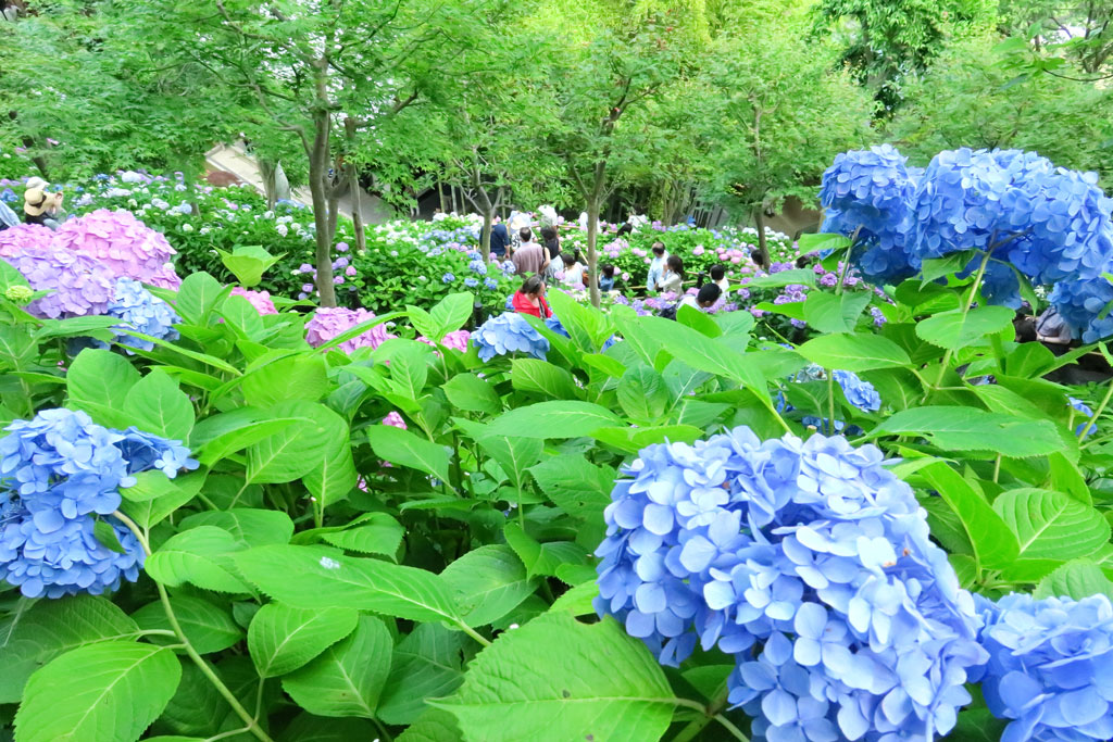 鎌倉「長谷寺 のアジサイ」散策路のアジサイ群