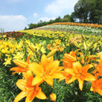 四季の風景「群馬県ゆり園」傾斜面に広がるゆりの花風景