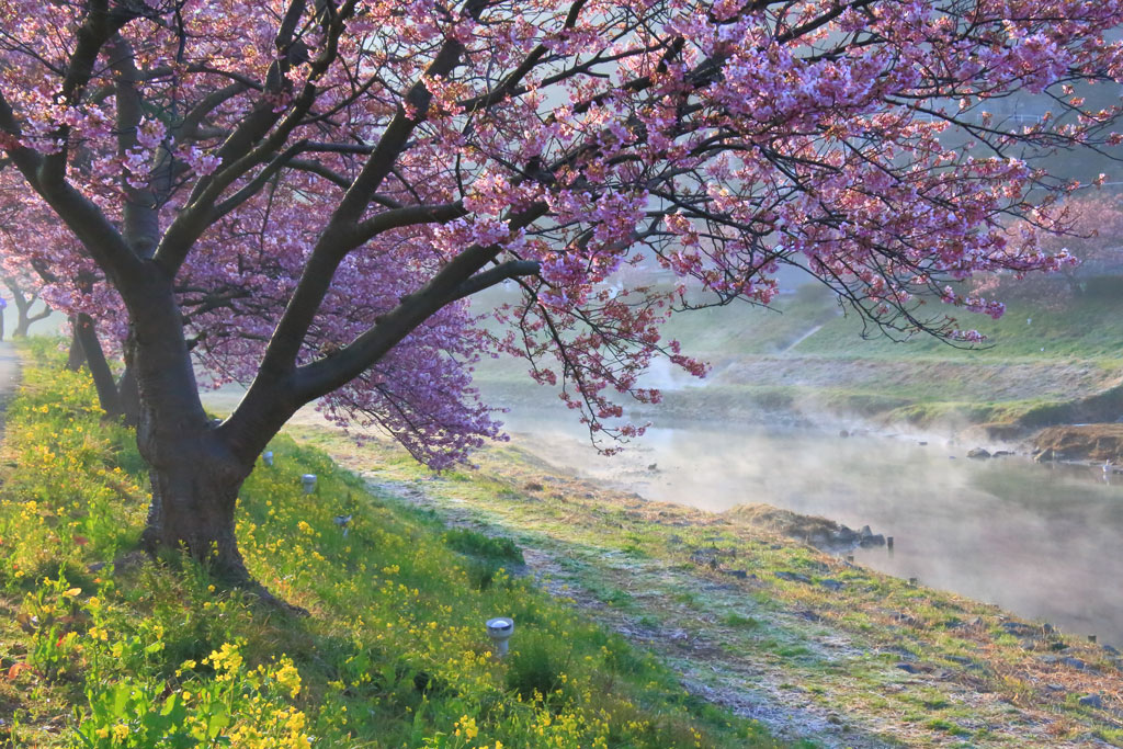 南伊豆町下賀茂「河津桜」朝靄に映える河津桜