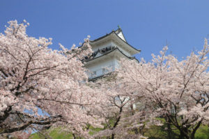 「小田原城跡公園の桜」桜に浮かぶお城