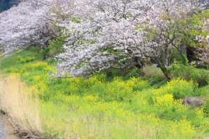 伊豆松崎町「那賀川の桜風景」宮の前橋からの桜風景