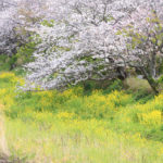 松崎町「那賀川」桜風景