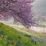 南伊豆町「下賀茂」霧の河津桜風景