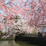 四季の風景「小田原城跡公園」お堀の紅白花風景