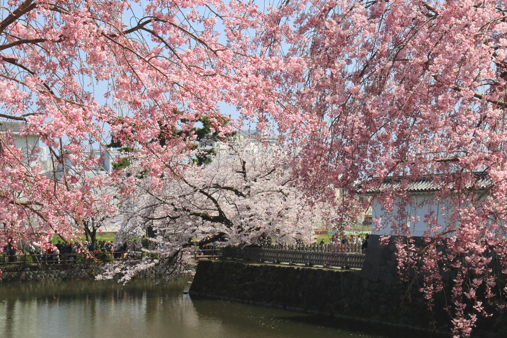 「小田原城跡公園の桜」お堀に映える紅白の桜風景