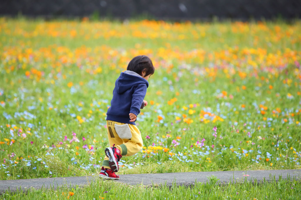 伊豆松崎町「那賀川」お花畑を走る少年