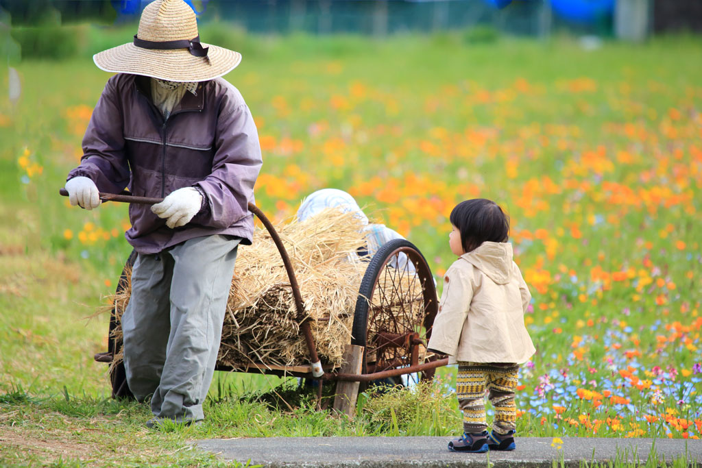 伊豆松崎町「那賀川」お花畑で見つめる幼児