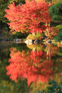 「昭和記念公園」鏡面に映える紅葉