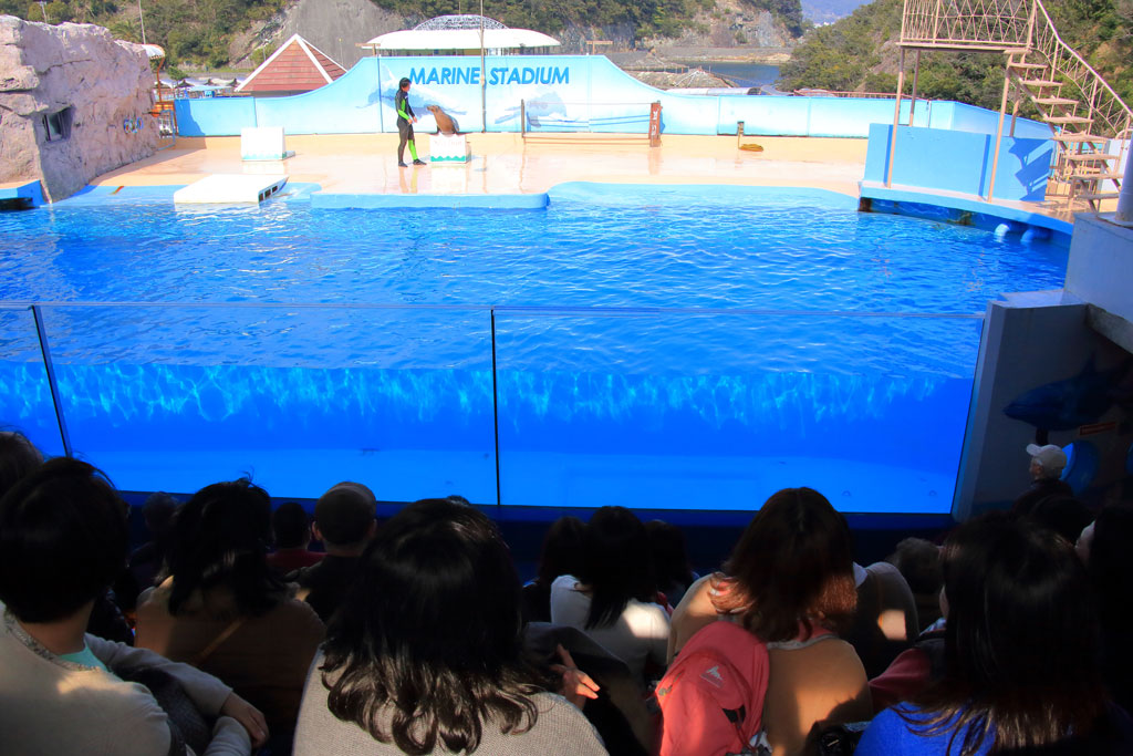 下田市「下田海中水族館」マリンスタジオのショー
