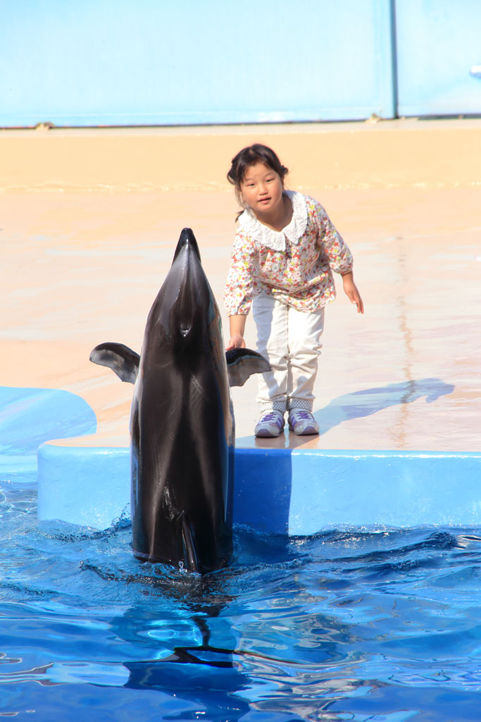 下田市「下田海中水族館」イルカと握手の幼児