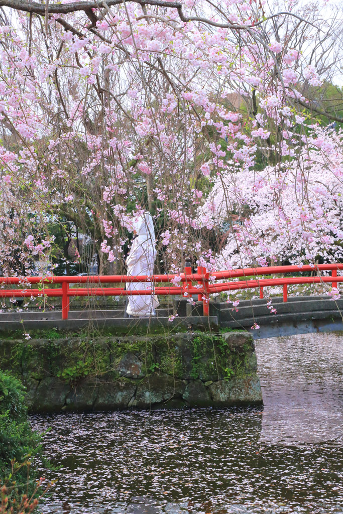 三島市「三嶋大社」神池の枝垂れ桜と花嫁