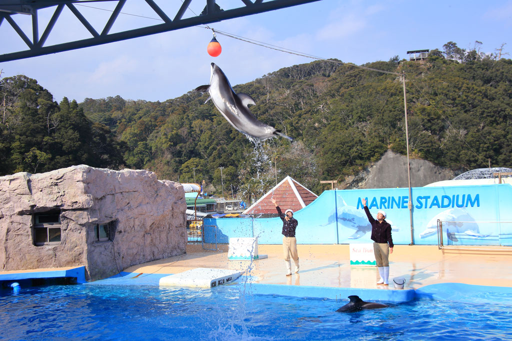 下田市「下田海中水族館」イルカのショー