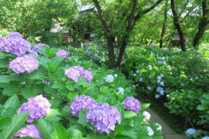川崎市「妙楽寺」アジサイの花風景